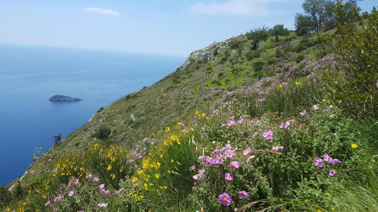 Gli Ulivi Agriturismo Sant'Agnello Exterior photo